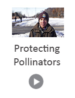 Video - Protecting Pollinators