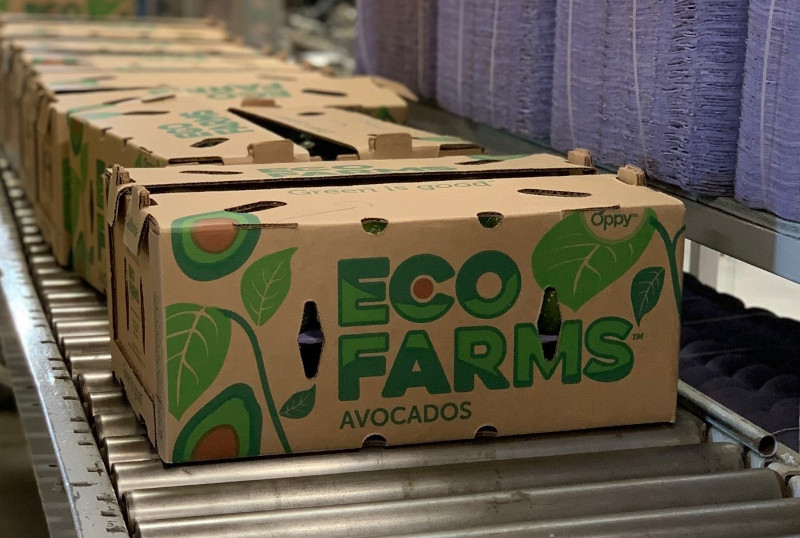 avocado in boxes