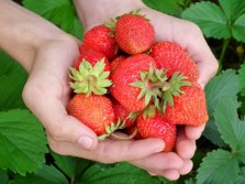 
        Handfull of Strawberries