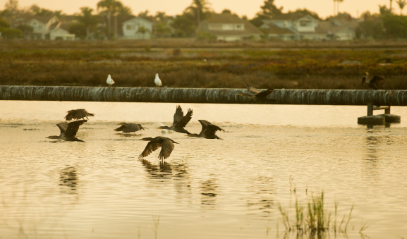 Birds flying over a pipeline in Huntington Beach