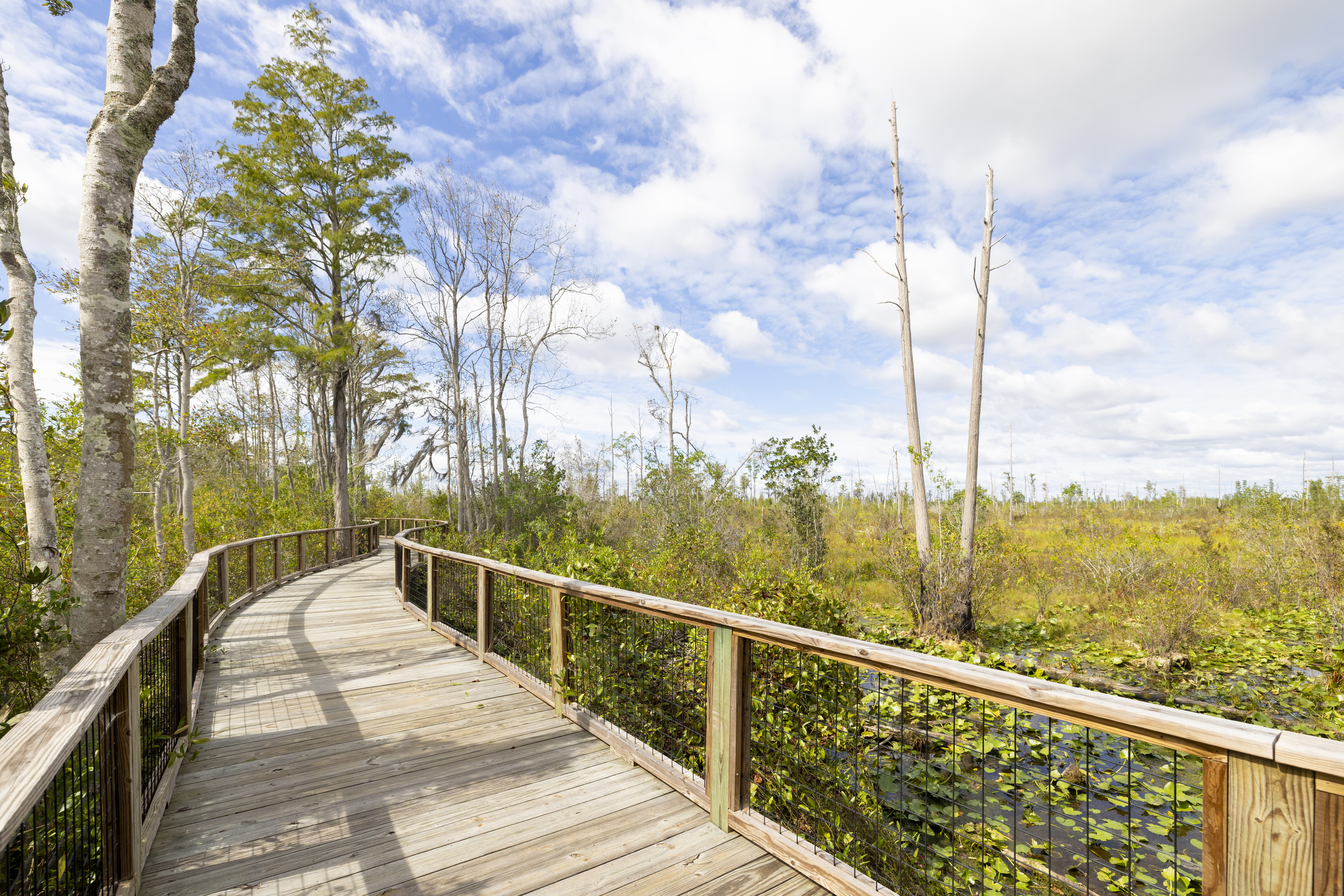 Okefenokee Swamp Park boardwalk
